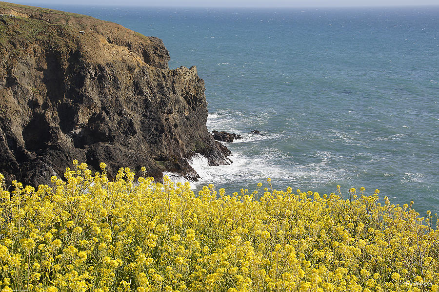 Yellow Flowers on the Northern California Coast Photograph by Mick Anderson