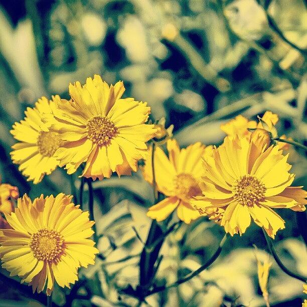 Flower Photograph - Yellow Flowers by San Gill