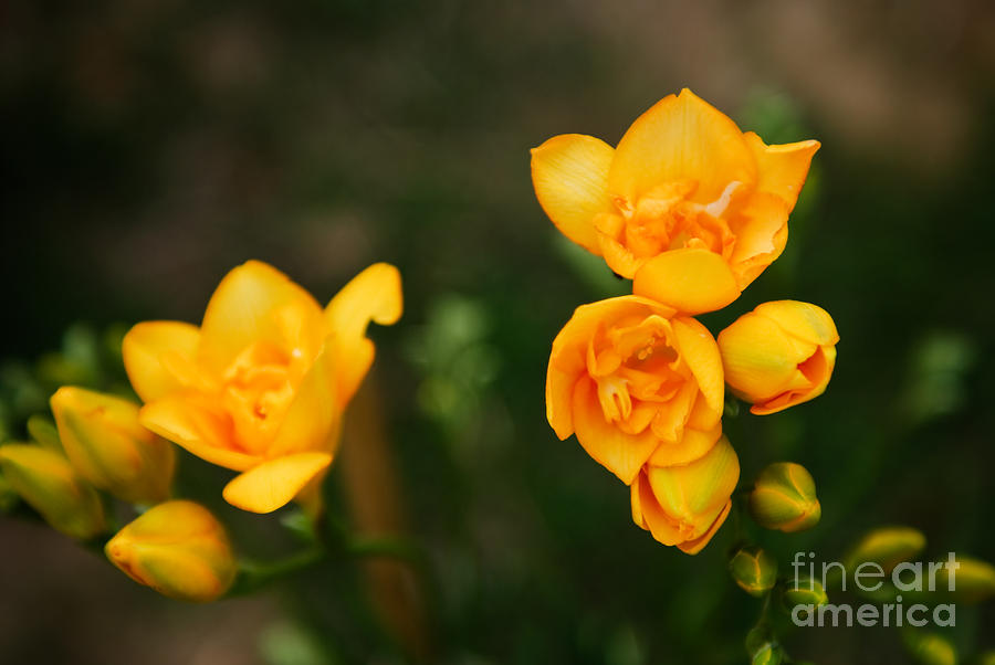 Spring Photograph - Yellow Flowers by Syed Aqueel