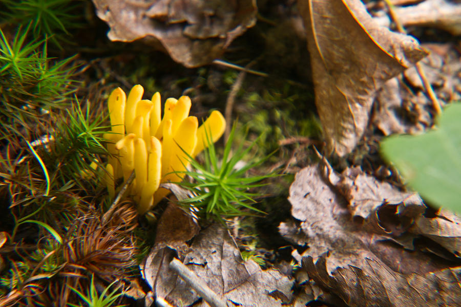 Yellow Photograph - Yellow Fungus 1 by Douglas Barnett
