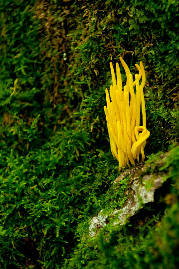 Yellow Fungus Photograph by Paul Mangold