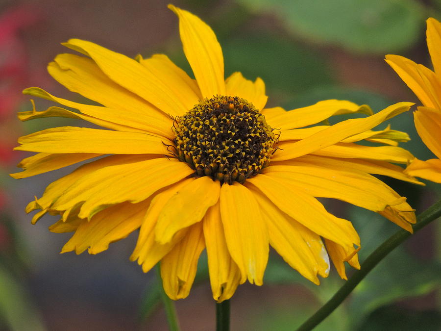 Yellow Gerber Daisy Photograph by Eve Spring - Fine Art America