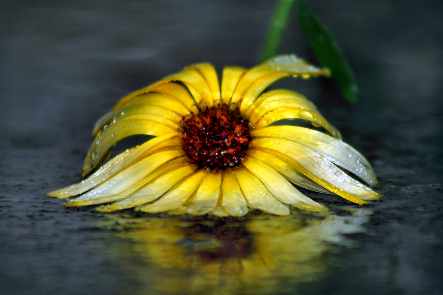 Yellow Gerbera Daisy In Downpour Photograph by Tracie Schiebel