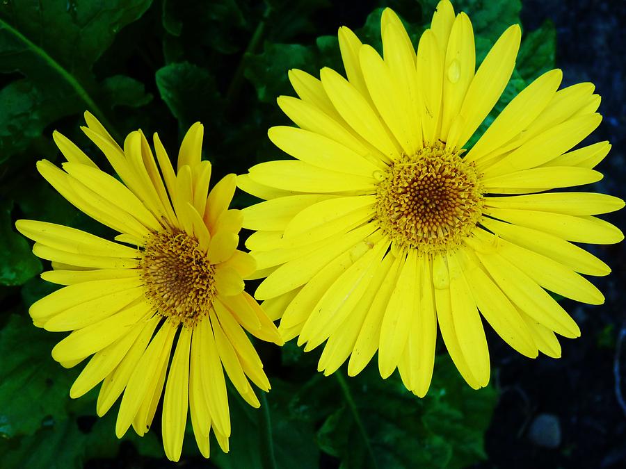 Yellow Gerbers Photograph by Jeanette Oberholtzer