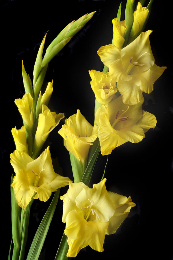 Yellow Gladiolus Photograph by Terence Davis