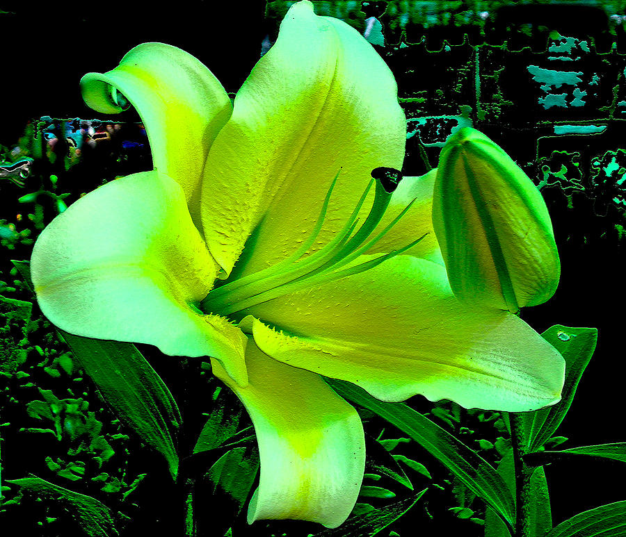 Yellow Green Lily Photograph by Roy Foos | Fine Art America