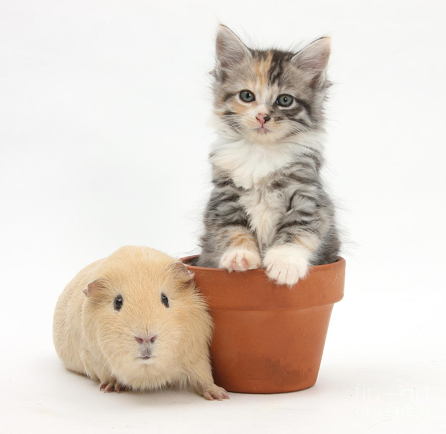 Yellow Guinea Pig And Kitten Photograph by Mark Taylor