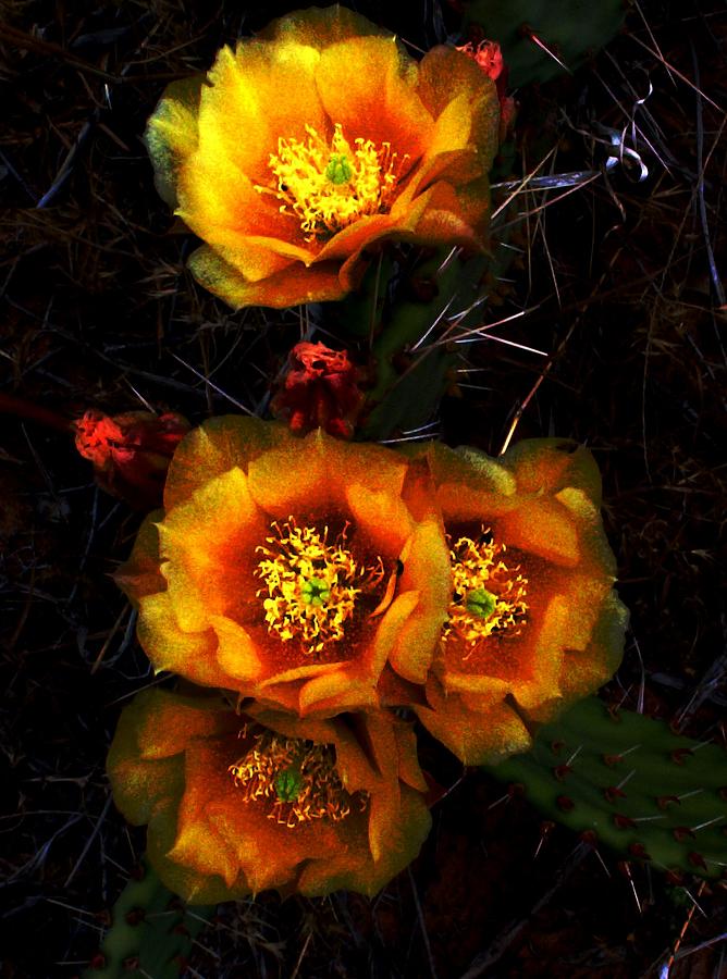 Flower Photograph - Yellow Harvest by Aliesha Fisher