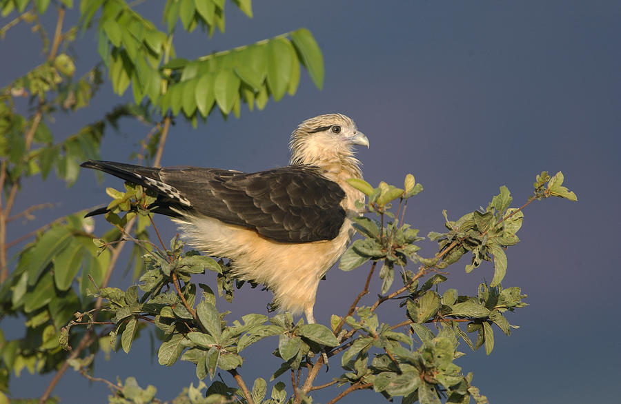 Yellow-headed Caracara Milvago Photograph by Pete Oxford
