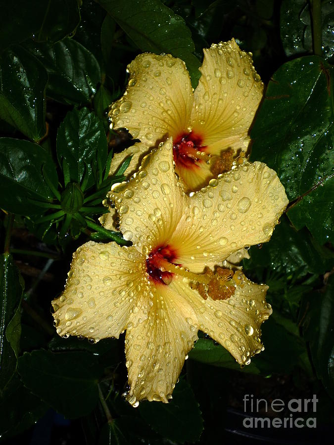 Yellow Hibiscus After the Rain Photograph by Renee Trenholm