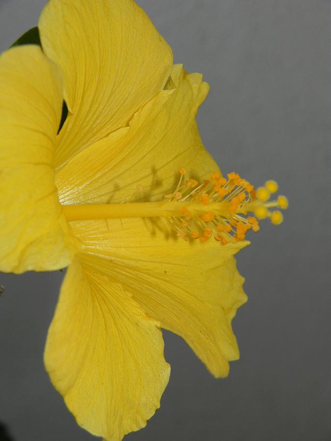 Yellow Hibiscus Bloom Photograph by Warren Thompson