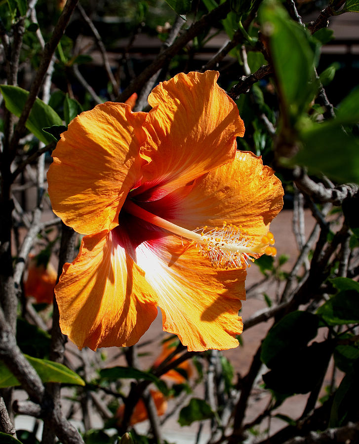 Yellow Hibiscus Photograph by Karen Harrison Brown