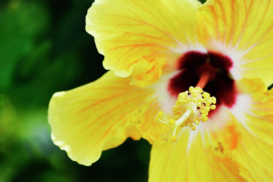 Yellow Hibiscus Photograph by Melanie Moraga
