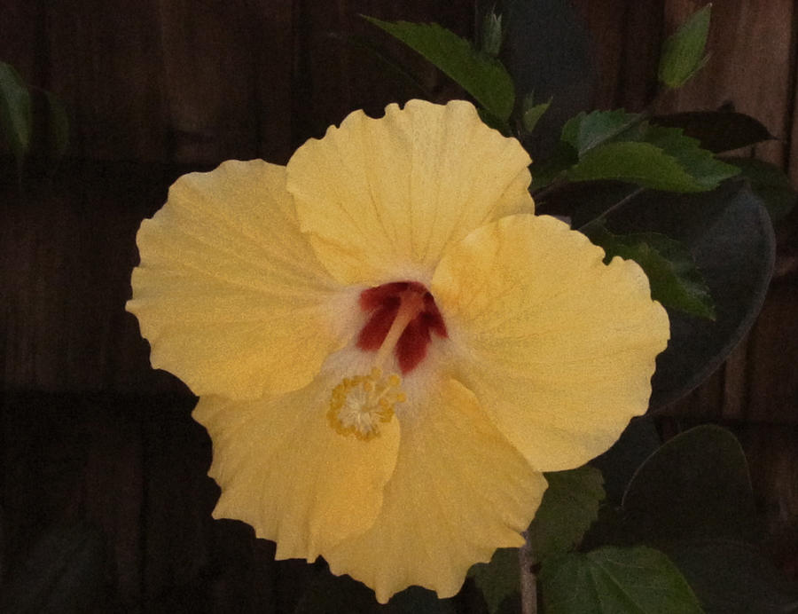 Yellow Hibiscus  Photograph by Tony Grider