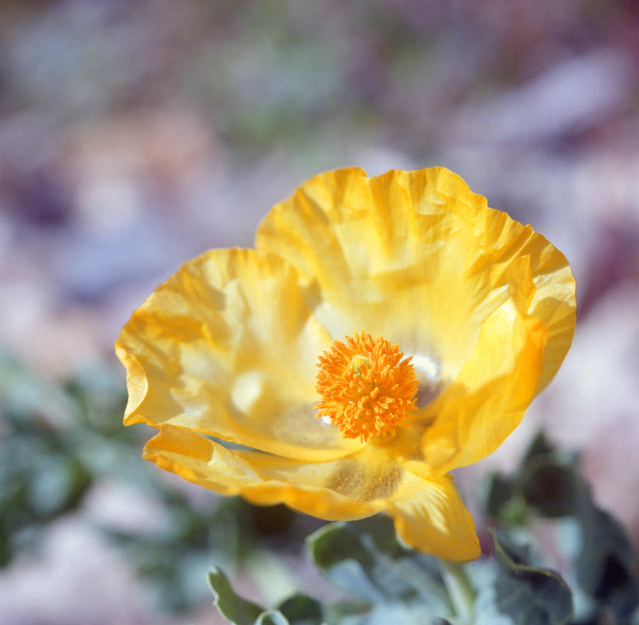 Yellow Horned poppy  Photograph by Paul Cowan