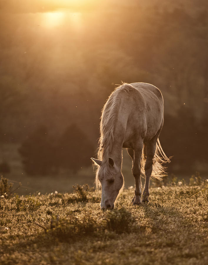 Yellow Horse Dawn Photograph by Ron  McGinnis