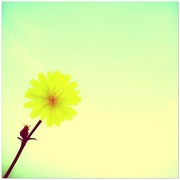 Igers Photograph - Yellow In The Sky #igers by Rye Basco