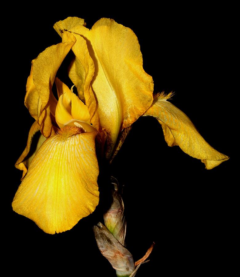 Yellow Iris - 1 Photograph by Robert Morin