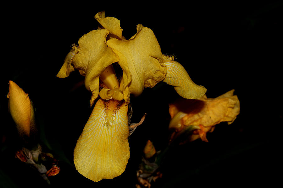 Yellow Iris - 2 Photograph by Robert Morin