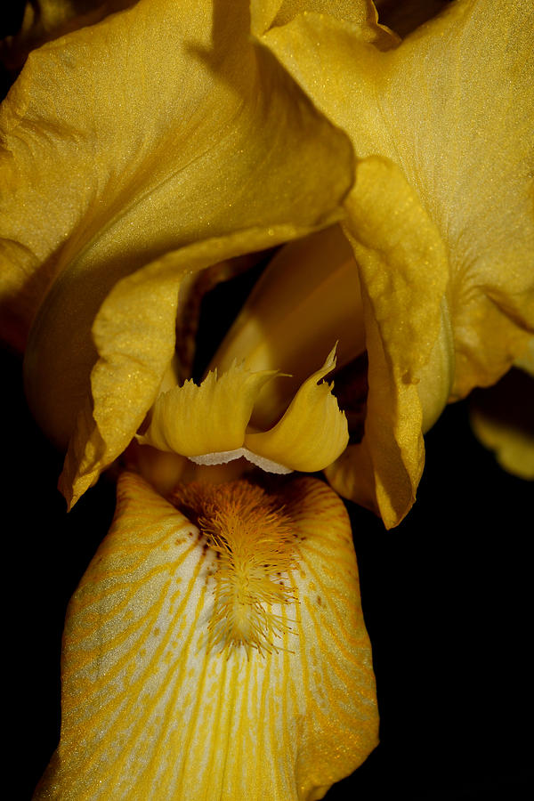 Yellow Iris - 4 Photograph by Robert Morin