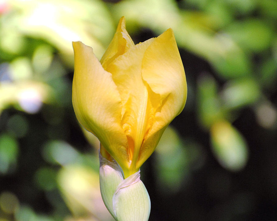 Yellow Iris Bloom Photograph by Jai Johnson