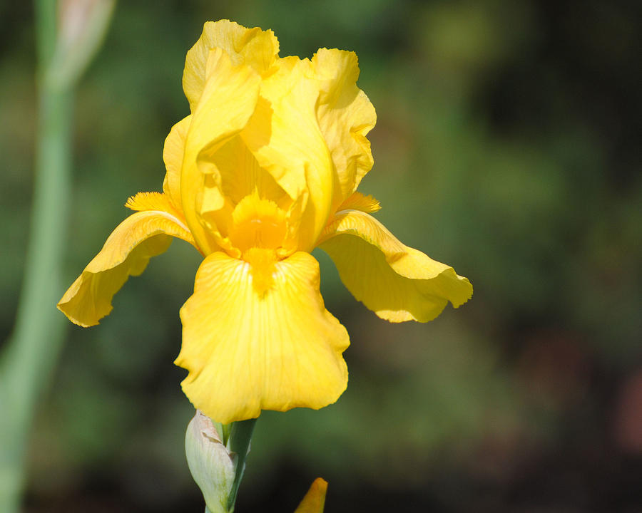 Yellow Iris Photograph by Jai Johnson