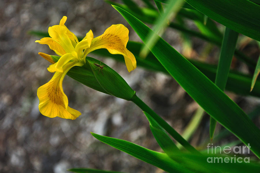 Iris Photograph - Yellow Iris by Kaye Menner