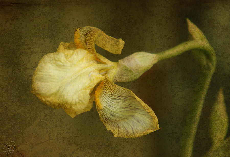 Yellow Iris Digital Art by Margaret Hormann Bfa