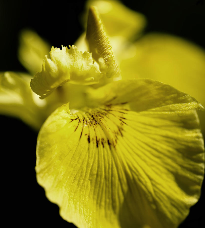 Yellow Iris Photograph