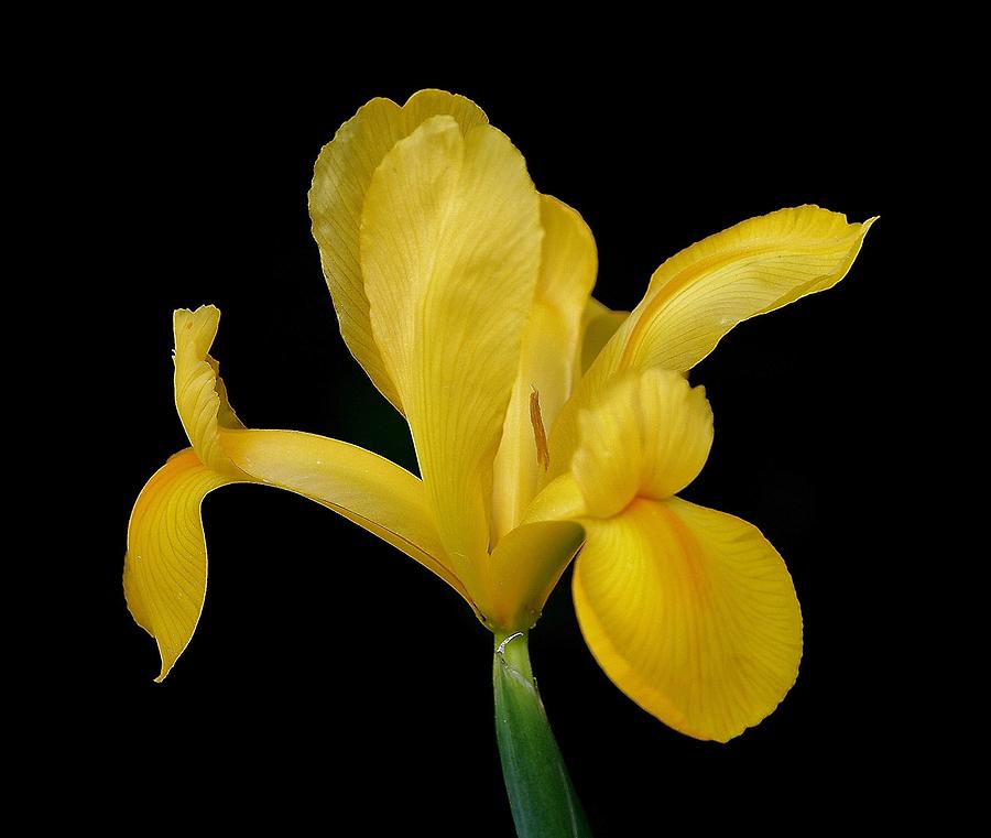 Yellow Iris Photograph by Paulette Thomas