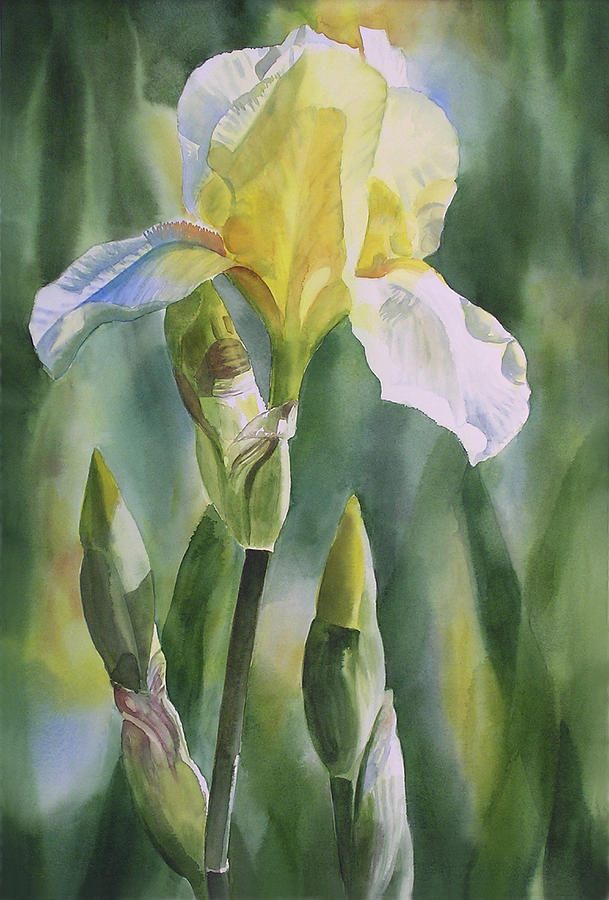 Yellow Iris with Buds Painting by Sharon Freeman
