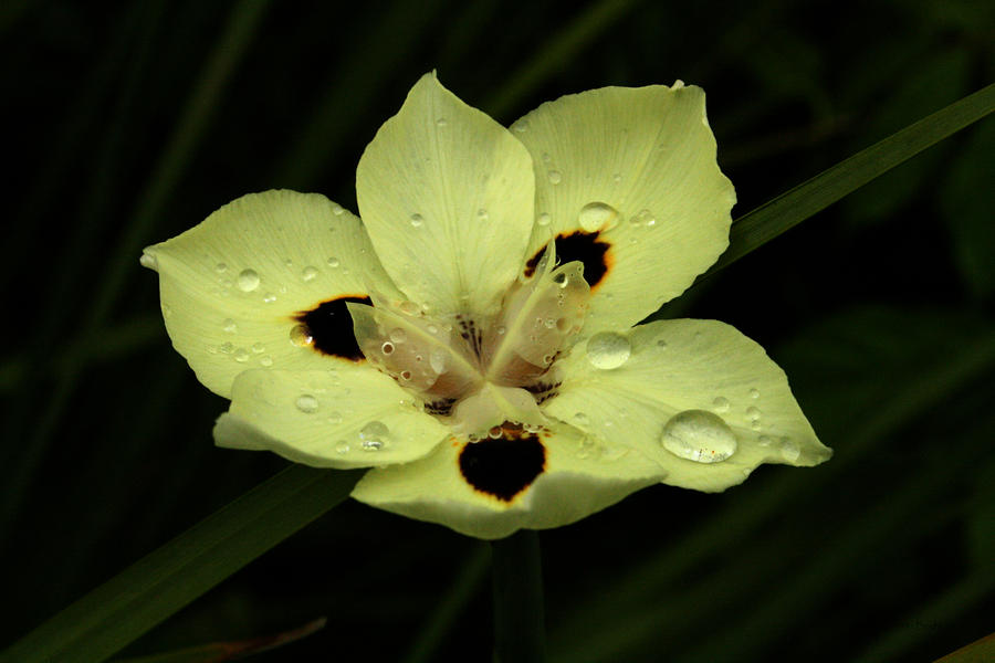 Yellow Iris with Rain Drops Photograph by Jennifer Bright Burr