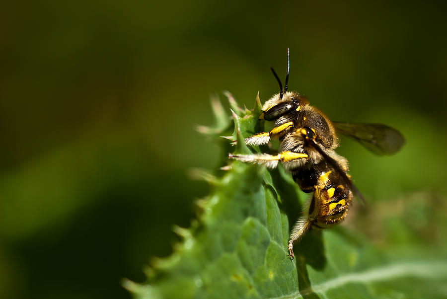 Yellow Jacket Wasp Photograph by Onyonet Photo studios