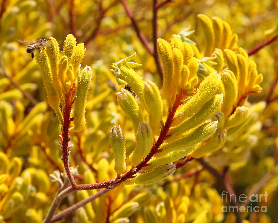 Flower Photograph - Yellow Kangaroo Paw Flowers by Kenny Bosak