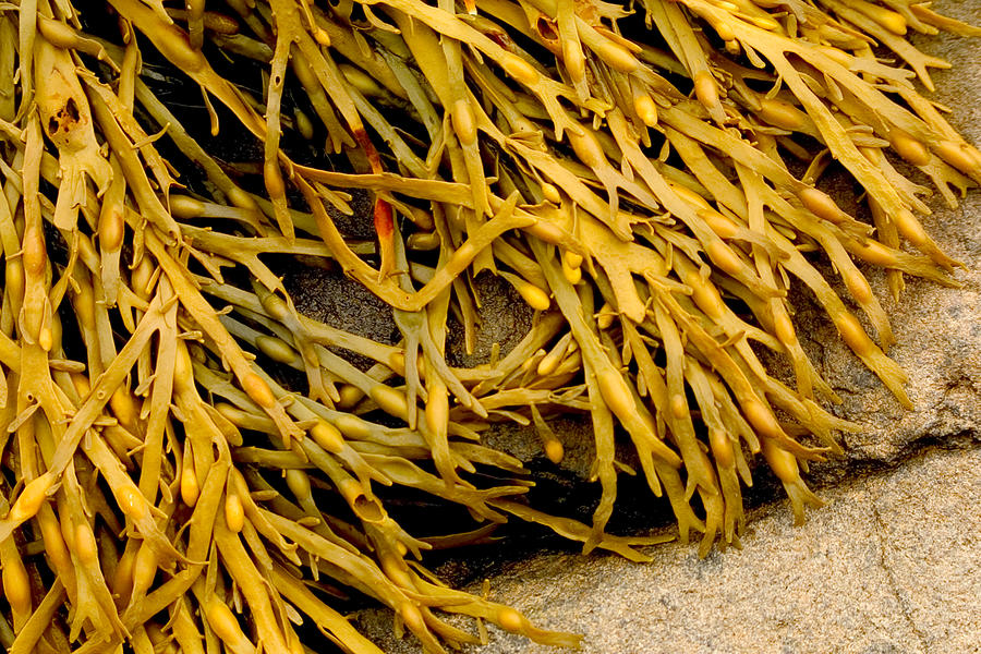 Yellow Kelp Photograph by Brent L Ander