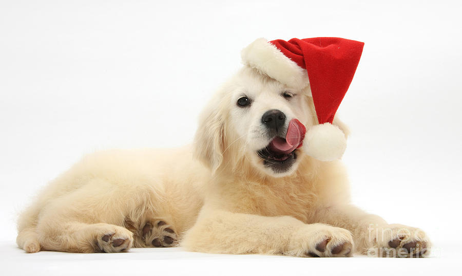 Christmas Photograph - Yellow Lab Retriever Pup by Mark Taylor