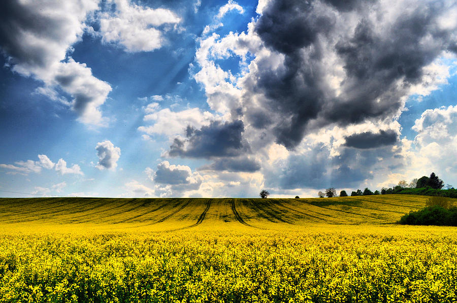 Yellow Landscape Photograph by Edita Sokolovska