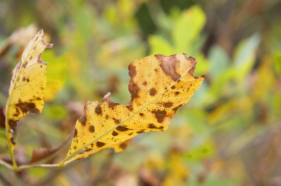 Easter Photograph - Yellow Leaf by Malania Hammer