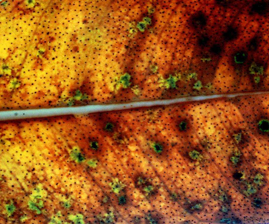 Yellow Leaf With Green Spots And Black Dots Photograph