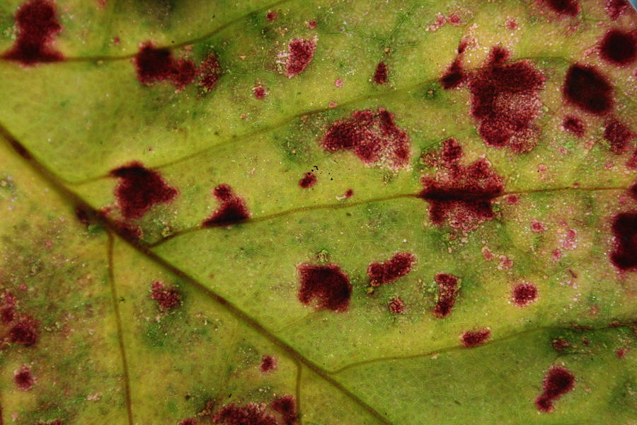 Yellow Leaf with Red Spots 2 Photograph by Jennifer Bright Burr