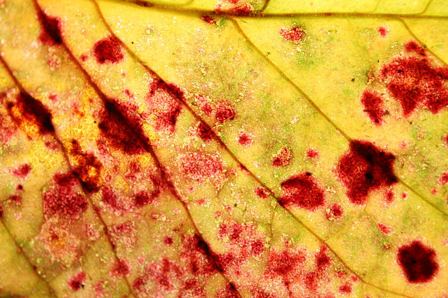 Yellow Leaf with Red Spots Photograph by Jennifer Bright Burr