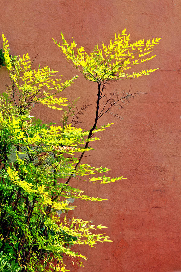 Yellow Leaves Red Wall Photograph by James Steele