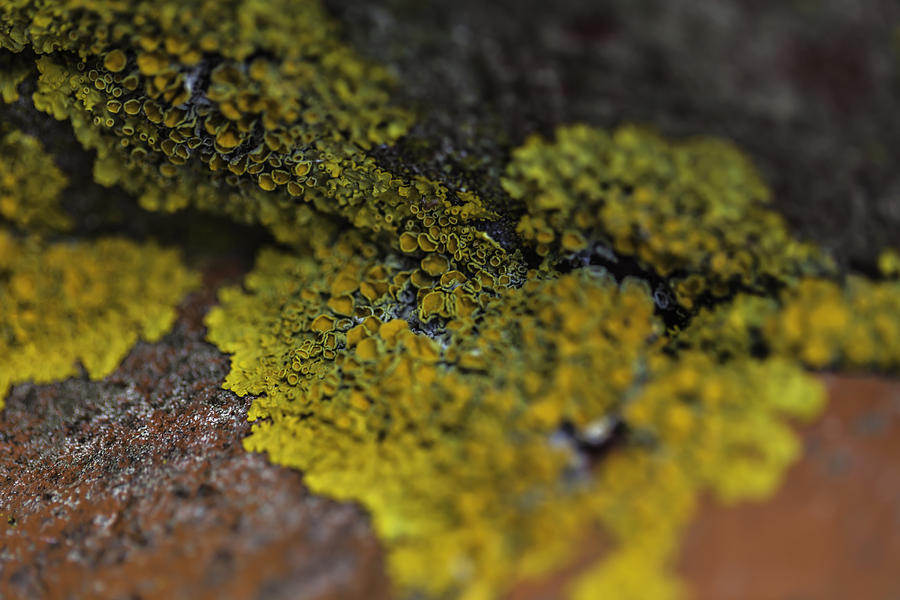 Yellow Lichen Photograph by Kate Hannon