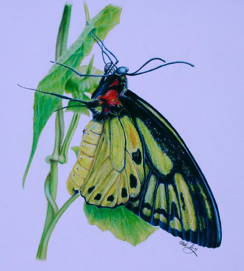 Butterfly Drawing - Yellow Light by Mike Ivey