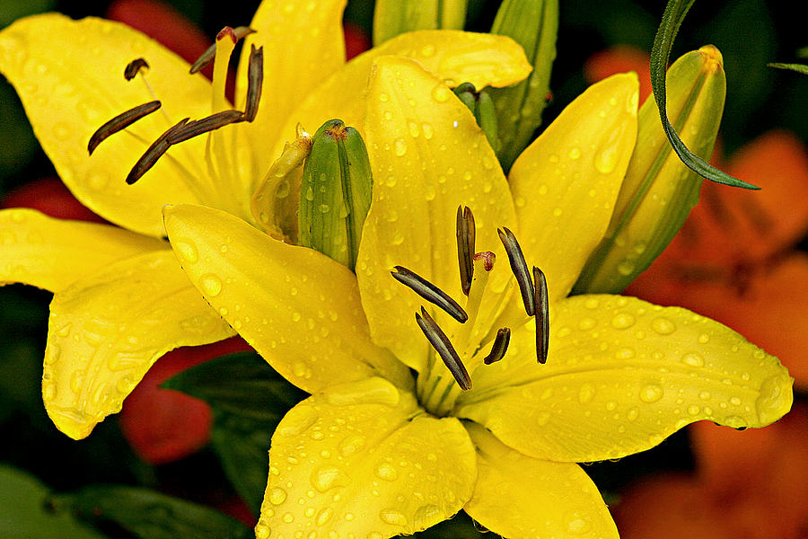 Yellow lilies Photograph by Emanuel Tanjala