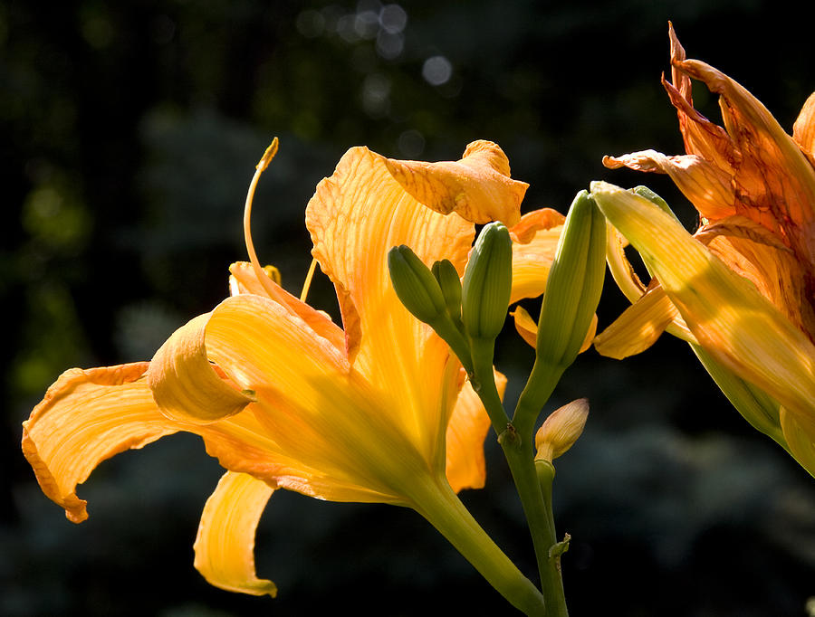 Yellow Lilies II Photograph by Michael Friedman