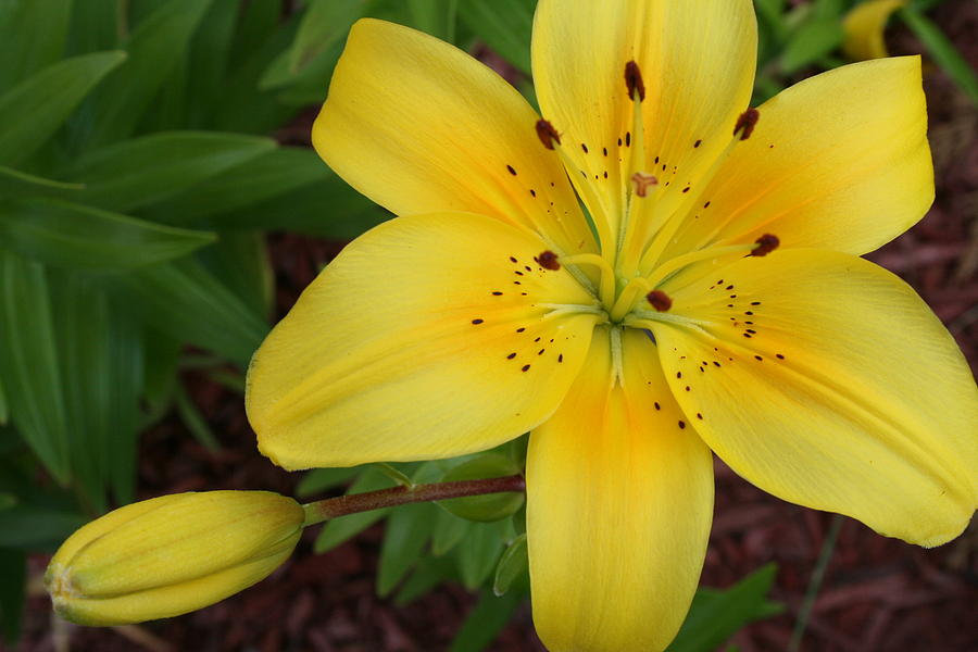 Yellow Lily 1 Photograph by Christina A Pacillo