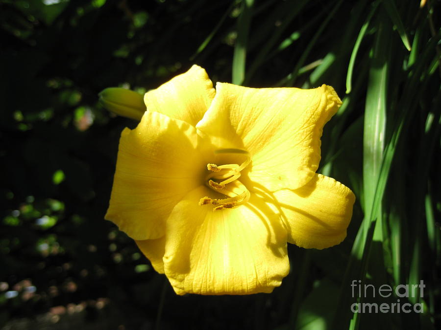 Yellow Lily Photograph by Amalia Suruceanu