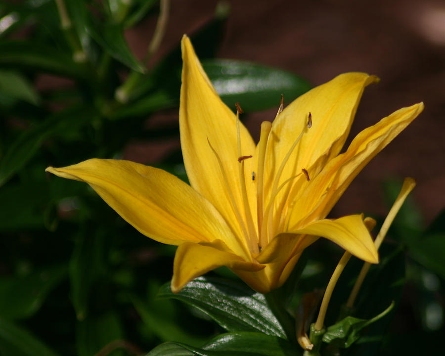 Yellow Lily Photograph by Bill Barber
