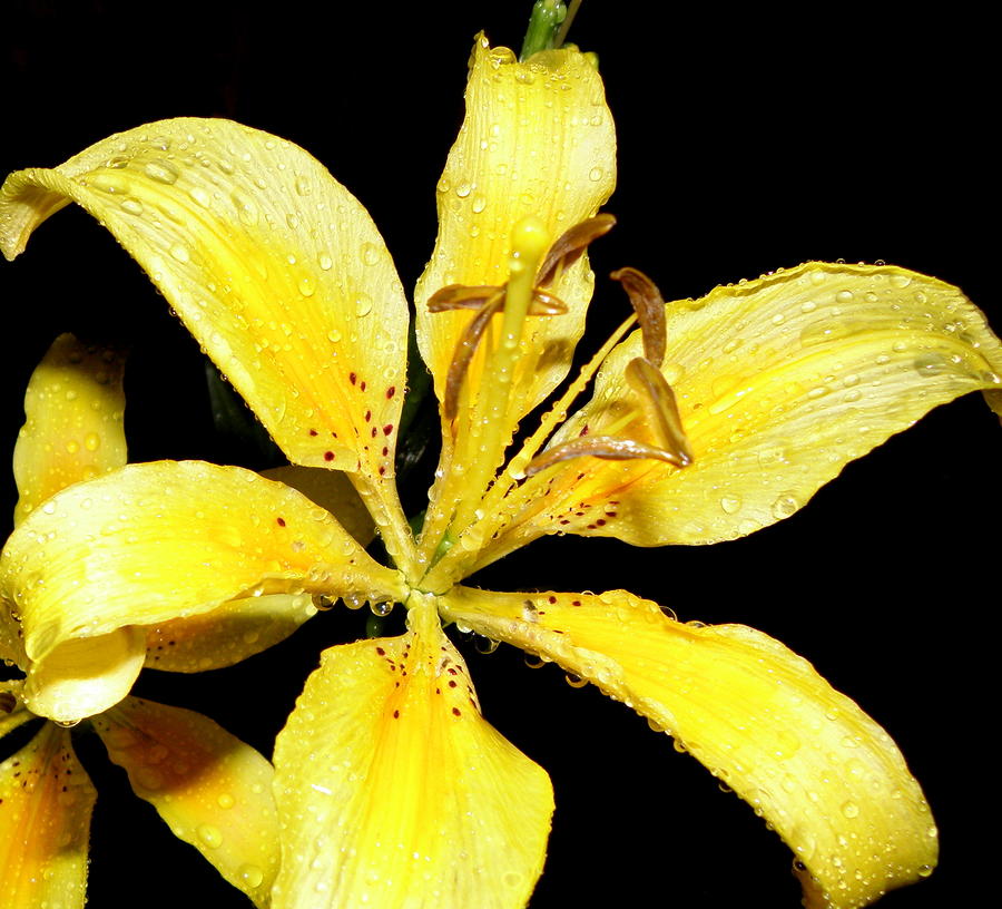 Yellow Lily by night Photograph by Kim Galluzzo Wozniak